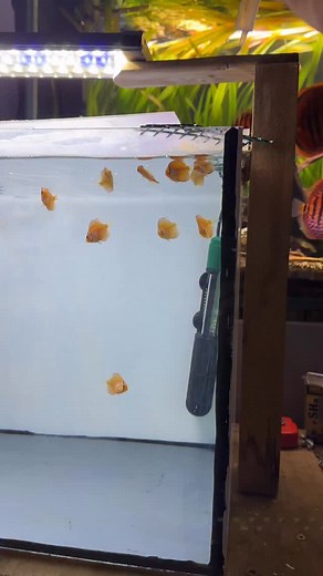 2.9K views · 135 reactions | Feeding our little ones李✨ #discus #fish #baby #feeding #aquarium #fry #breeding #tank | Joan's Discus | Facebook