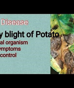 Early blight of Potato /Plant Disease / Alternaria solani / short note