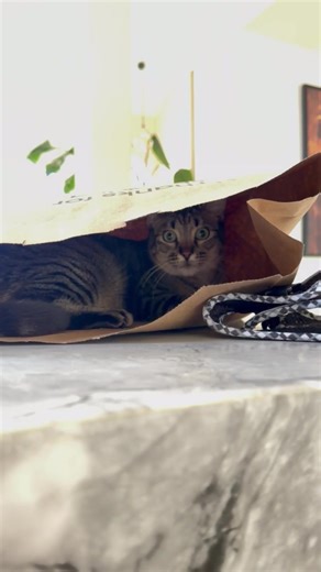 Creative Uses for Paper Bags: Fun with Your Cat