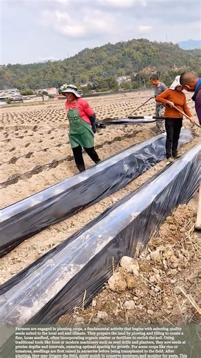 Farm Hack: Using Plastic Film to Boost Your Harvest #relaxing #satisfying #farming #agriculture