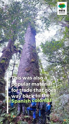 PHILIPPINE NATIVE TREE: ALMACIGA #agarwood #nature #lifeisbutadream