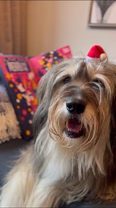 It's almost time! Have you been able to resist opening those advent calendars early? See more: https://tails.link/3QtOoVo | tails.com