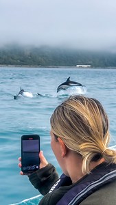 1.6K views · 397 reactions | Swimming with wild dolphins in Kaikōura is one of the most magical and unforgettable experiences you can have in New Zealand. Surrounded by hundreds of dusky dolphins in their natural habitat — it’s pure magic. ✨ Tag someone who would love to do this  | Roady | Facebook