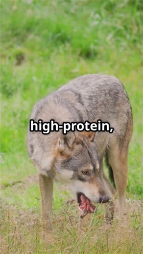truth about the wolf dog breed #wolfdog#Erictheanimalman