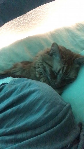 Kermit’s way of snoozing the alarm 😹 #catdad #catlovers #cats #catlife #gatos | Javie and Mr. Kermit