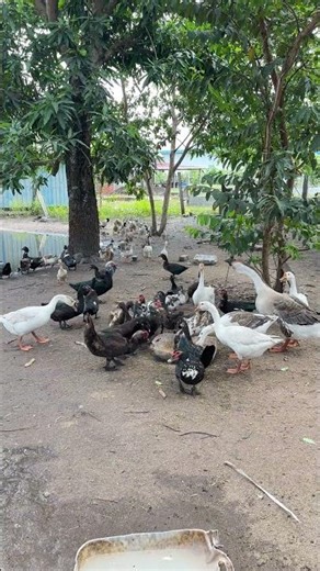 From Sunrise to Sunset — Ducks & Geese Enjoy Farm Life Part 05. #birds #duckfarmer #ducklife