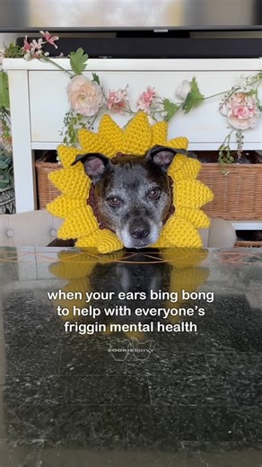 Sookie and Ivy on Instagram: "It’s Rainbow Bridge Remembrance Day and what better way to observe the day than with some bing bongs from our best angel gorl 🌈🌻 I miss Ivy so much ❤️‍🩹 #throwbackthursday #dogreels #griefjourney"