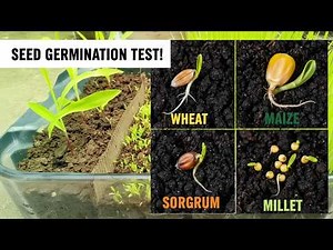 Seed Sprouting Battle! Wheat, Millet, Sorghum & Maize Time-Lapse Comparison