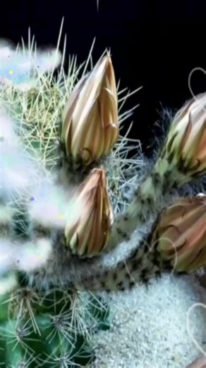 Captivating Close-Ups of Colorful Cacti