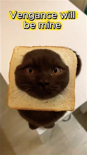 These cats get stuck in funniest places