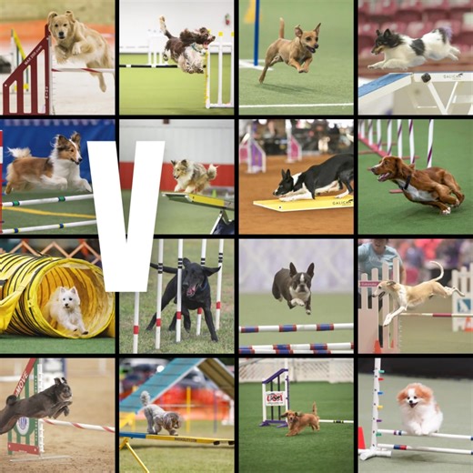 8.5K views · 22 reactions | The VIP is OPEN for a limited time! Click...