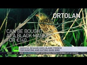 In hot water: French roasted for hunting & eating rare Ortolan bird