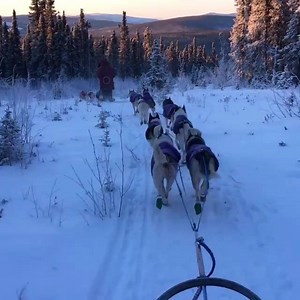5.2K views · 198 reactions | One of our favorite winter adventures to do in Alaska is dog sledding! Going on a dog sledding tour is a perfect way to admire Alaska’s scenic beauty, enjoy the state sport and learn more about how mushers take care of their beloved dogs. Video credit: Arctic Dog Adventure Co. | Travel Alaska | Facebook