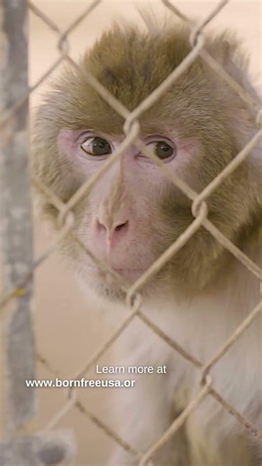 TRAILER – Sanctuary Found: Inside One of America's Largest Primate Sanctuaries | Born Free USA