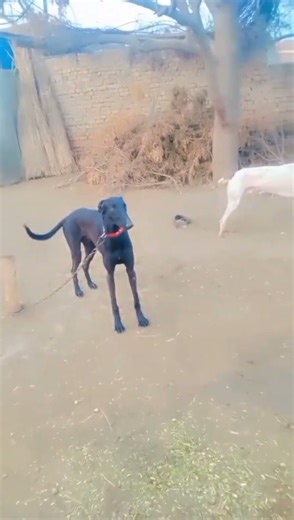 Racer Dog in Full Speed 🔥 | Super Fast Dog Run#RacerDog#DogRunning#Shorts