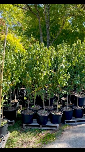 Summercrisp Pear Clapps Pear Bosc Pear Bartlett Pear Wealthy Apple Golden Russet Apple Stella Cherry Van Cherry Lapins Cherry Rainier Cherry Sam Cherry Hardired Nectarine Veteran Peach Scarlet Rose Peach | Charlie The Tree Guy