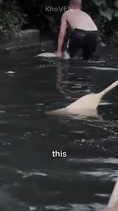 This dog is hopeless 😨 This dog was drowning in the sewage canal. Without hesitation this man jumped to help it. However, when he brought this poor dog to the sewage bank, it was already unconscious and not breathing. #reels #dogs #reel #reelsfb | KhoVen