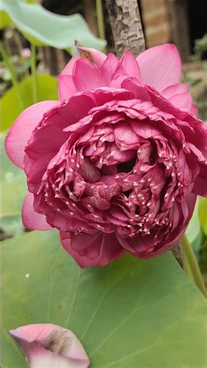 Beautiful Red Lotus 🌷 | ತಾವರೆ ಹೂವಿನ ಸೌಂದರ್ಯ