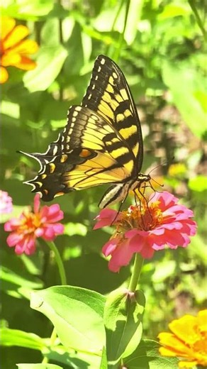 The Beauty of a Golden Swallowtail on Zinnia Flowers🦋 #Shorts#