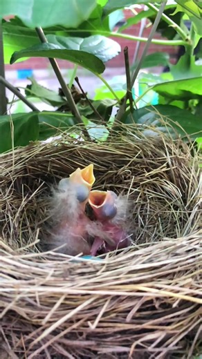 Baby Bird Funny Screaming Sound Compilation