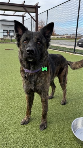 268 reactions · 72 shares | This Sally will have you fallin’ in love  Meet sweet Sally, a three-year old Shepherd mix who arrived at the rescue with her puppies. Her pups have been adopted and it’s time to get this loving mama a home! 凉 Interested in Sally? Start the adoption process by filling out the application on our website. This girl will steal your heart. | Helping Hounds Dog Rescue | Facebook