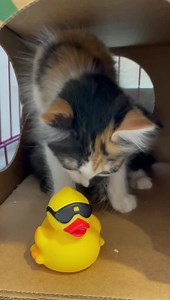 4.7K views · 331 reactions | Parcheesi is available for adoption at...