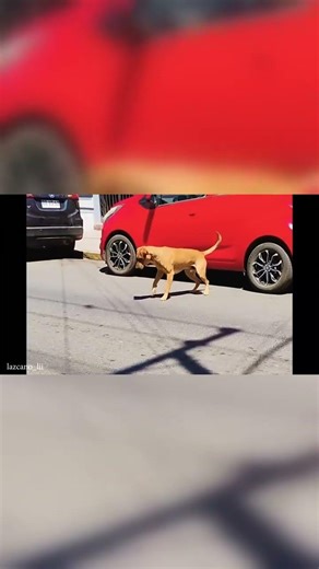 CPR skills so good, they're hilarious! 🤣