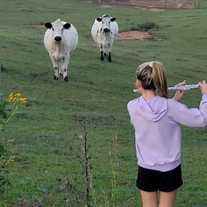 Cows stop and listen to girl playing 'Mary Had a Little Lamb' on flute