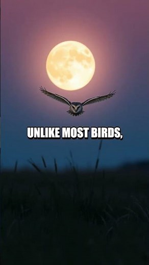 Understanding the Remarkable Flight of the Barn Owl!