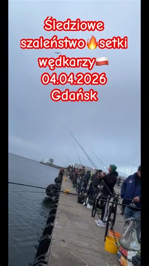 Śledziowe szaleństwo 🔥setki wędkarzy🇵🇱04.04.2026 Gdańsk #perchfishing #robinson #raymarine