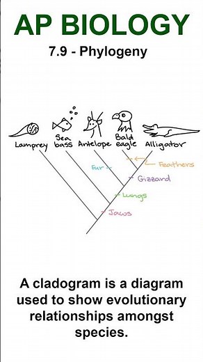 AP Bio - 7.9 Cladograms #apbiology #natural selection #apbiounit7