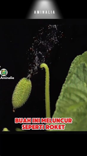 This cucumber flies like a rocket when touched.