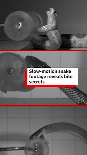 Research from a venom laboratory in Paris shows how fast different snake species can strike and deliver their bites. 🎧 More snake Sssssscience: https://bbc.in/497cHn5 | BBC World Service