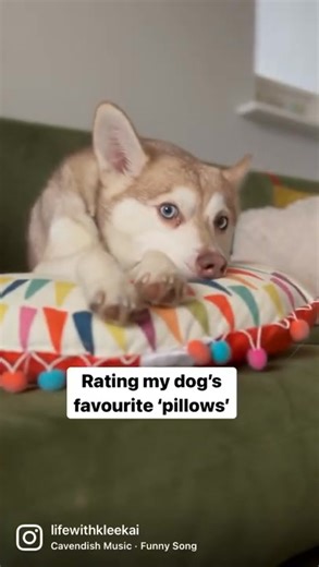 Dog Language 101: 5 Hidden Messages 🐾 | Life With Klee Kai