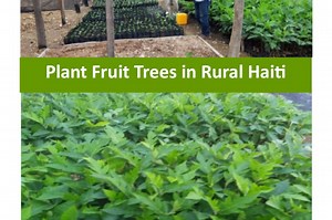 Provide fruit trees to 300 rural farmers in Haiti