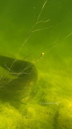 248K views · 753 reactions | Ever caught a catfish on a lure? #fishing #fish #underwater #fail | Underfishing | Facebook