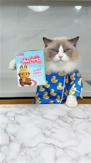 kitti ne chinki ke liye choklet vala khilona bna diya#dog #shorts #cat