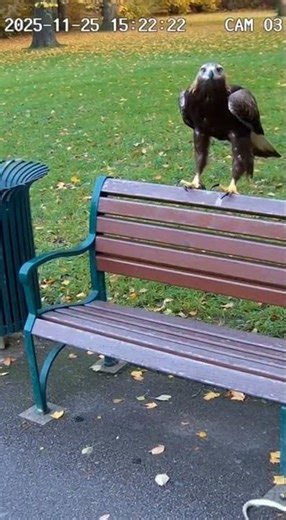 Nature's Farce on Camera: The Eagle, the Cat, and the Snake