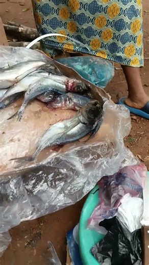 Fresh Big Ace Fish With Much Profit