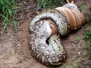 Python eating Nyala