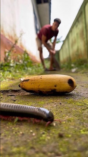 Unbelievable! The millipedes appeared as soon as I placed the yellow fruit here#shorts#centipede