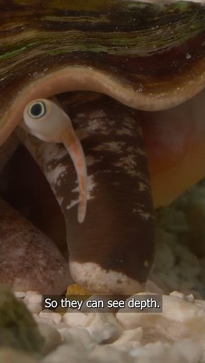 Shells with Doc Leal | Florida Fighting Conch