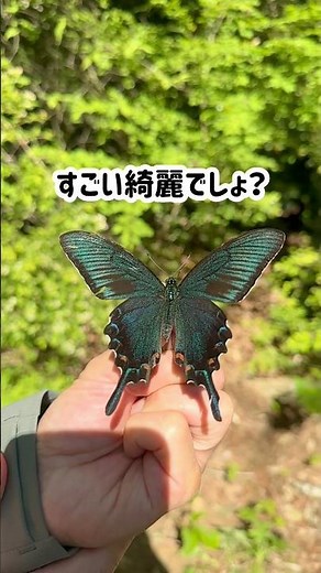 カラスのような黒い翅を持つアゲハチョウを見たことがありますか？#昆虫 #アゲハ蝶 #カラスアゲハ #昆虫採集 #綺麗 #ゴールデンウィーク #スローモーション