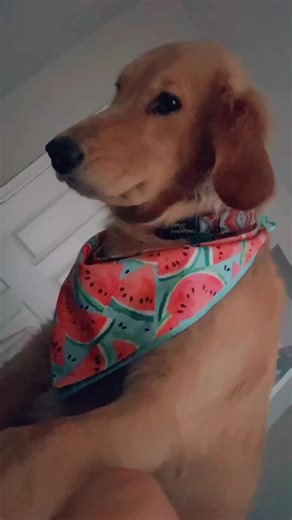 POV: your emotionally needy dog wakes you up at 6 every morning