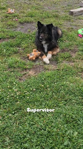 Chewie is our wood splitting supervisor today. Like a boss. | The Misfits Mini Farm