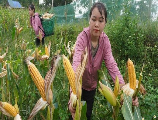 13K views · 183 reactions | Amazing girl harvests corn alone - Building farm in the forest - LIVING OFF GRID | TaPa Survival Skill | Facebook