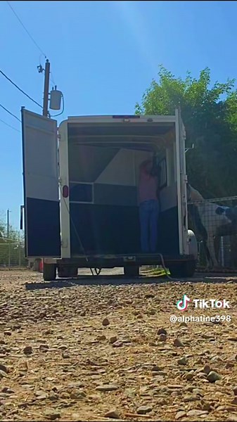 Balanced Training for Labrador Retrievers