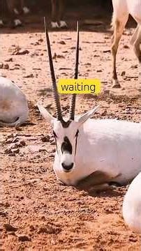 Africa Was Never “Behind”— The Truth History Deleted