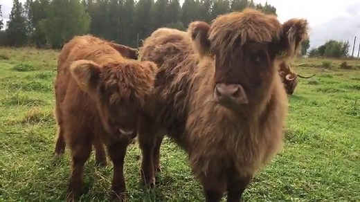 7 Triggers: Why Do Cows Moo At Night | PDF |Cow (2024)