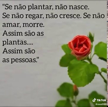 The Beauty of an Orange Rose in Various Blooms